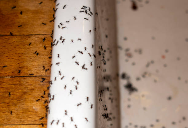 Best Cockroach Control Services  in Pooler, GA