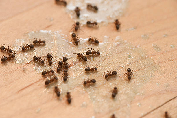 Best Ant Control Services  in Pooler, GA